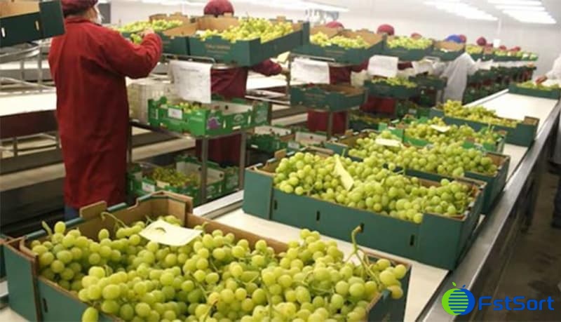 Uvas peruanas.jpg Uvas peruanas.jpg